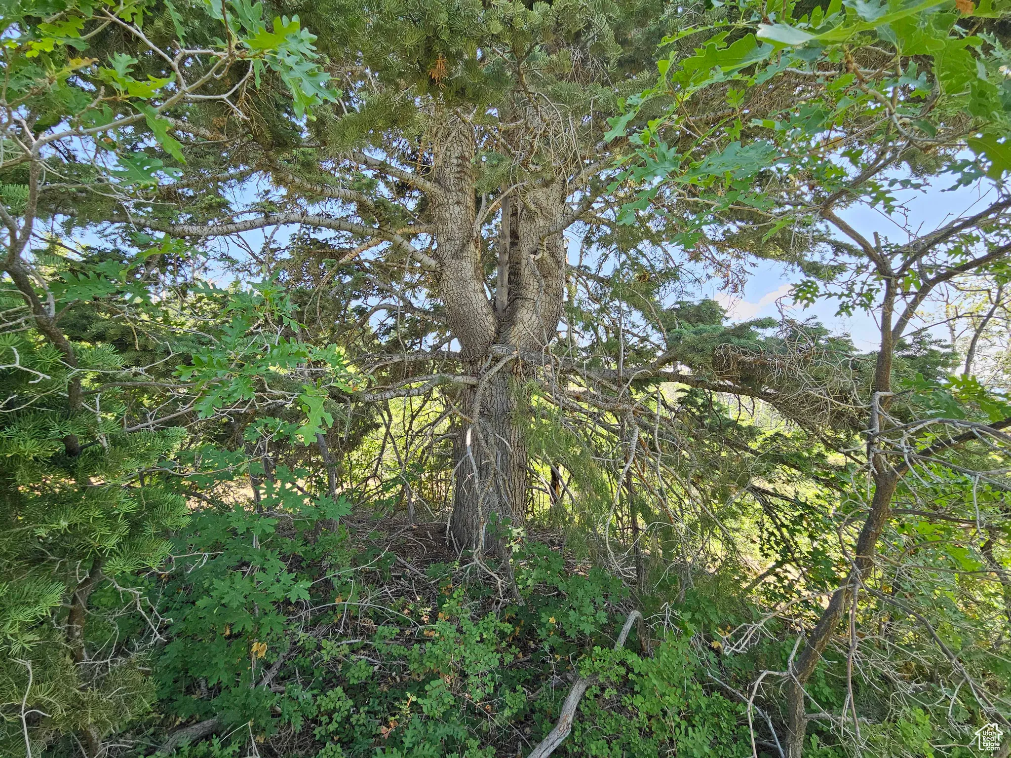 View of undeveloped land