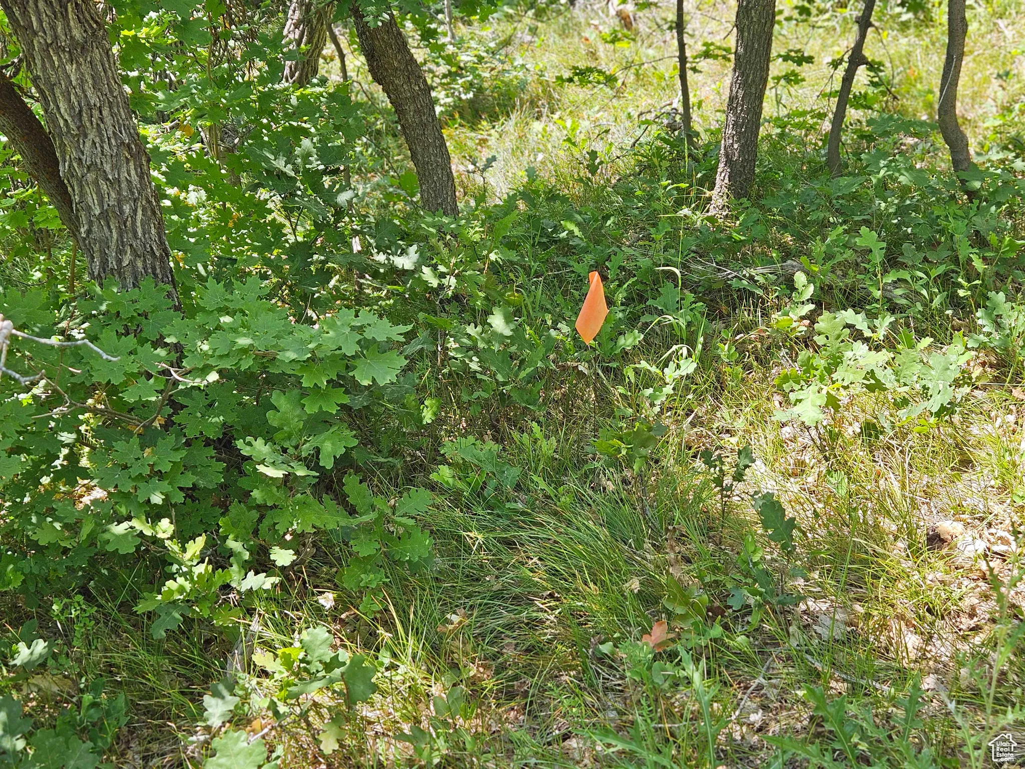 View of nature