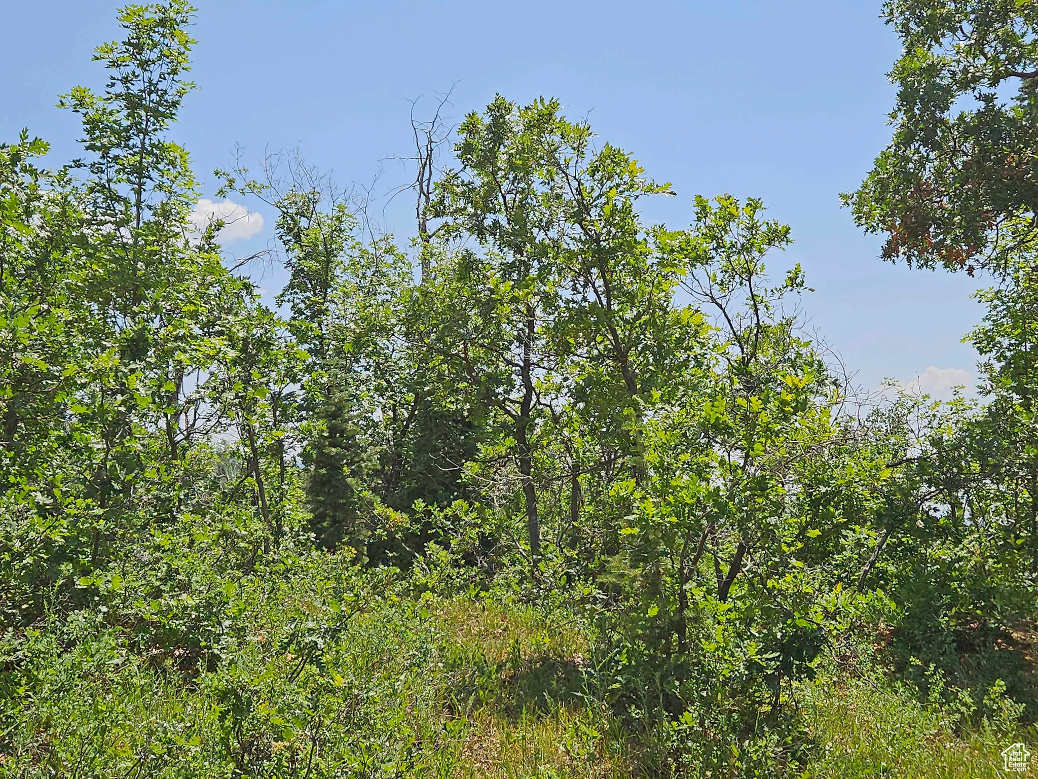 View of nature