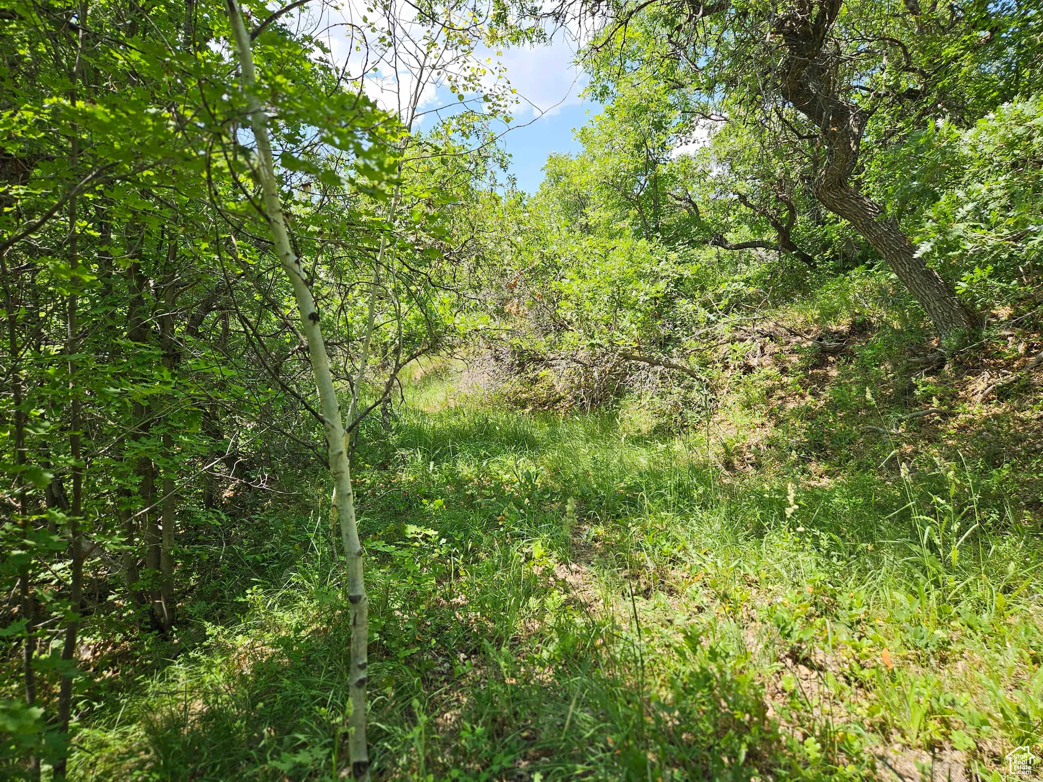 View of tree filled area