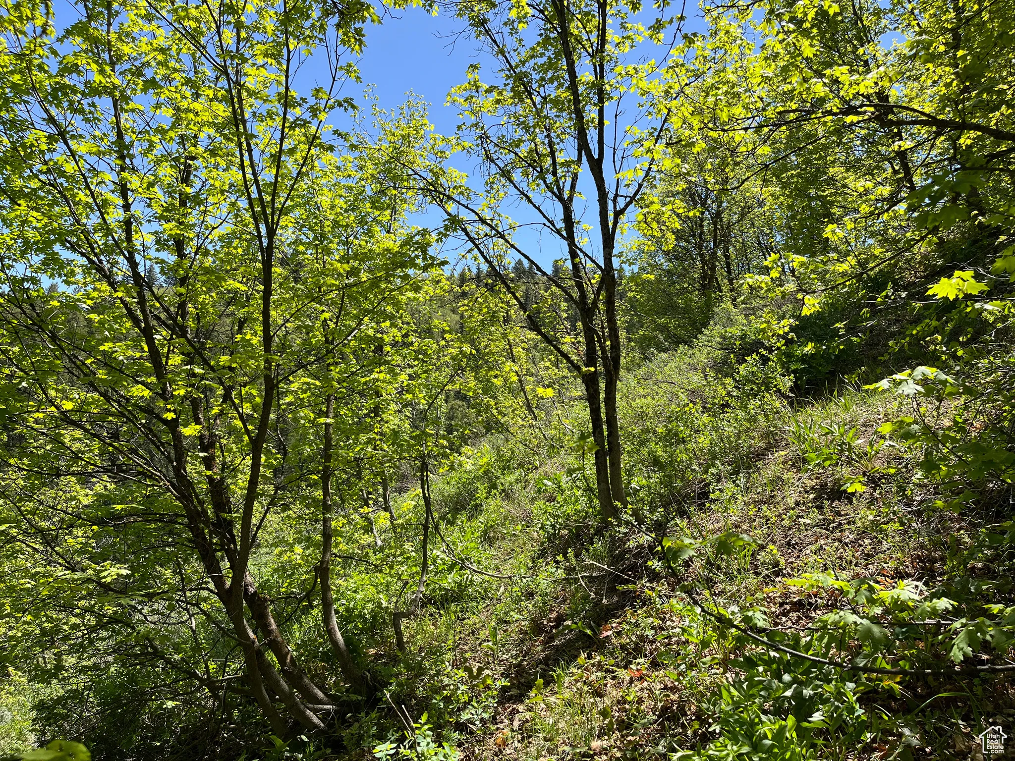 View of woods