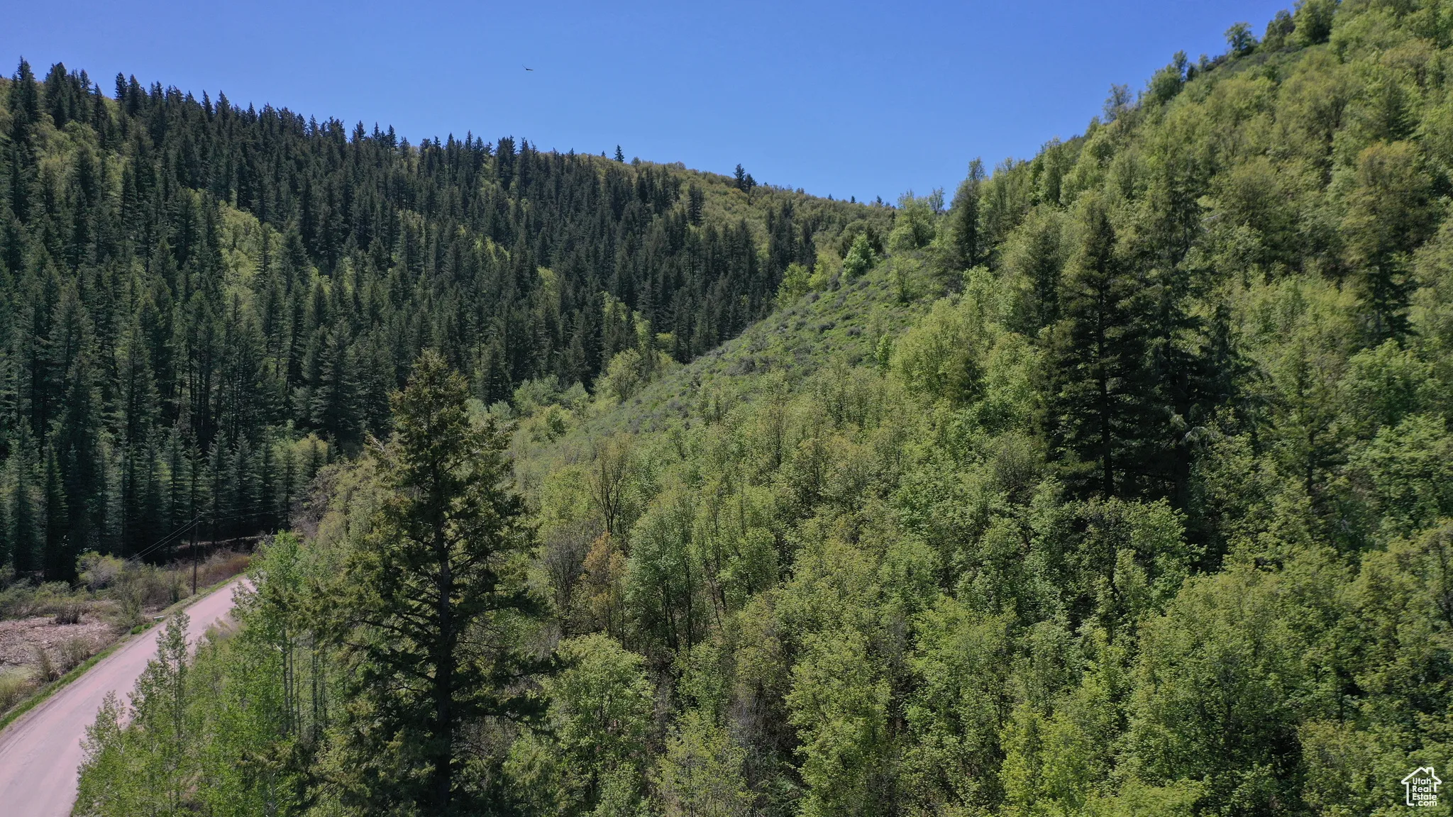 View of mountain backdrop with a forest