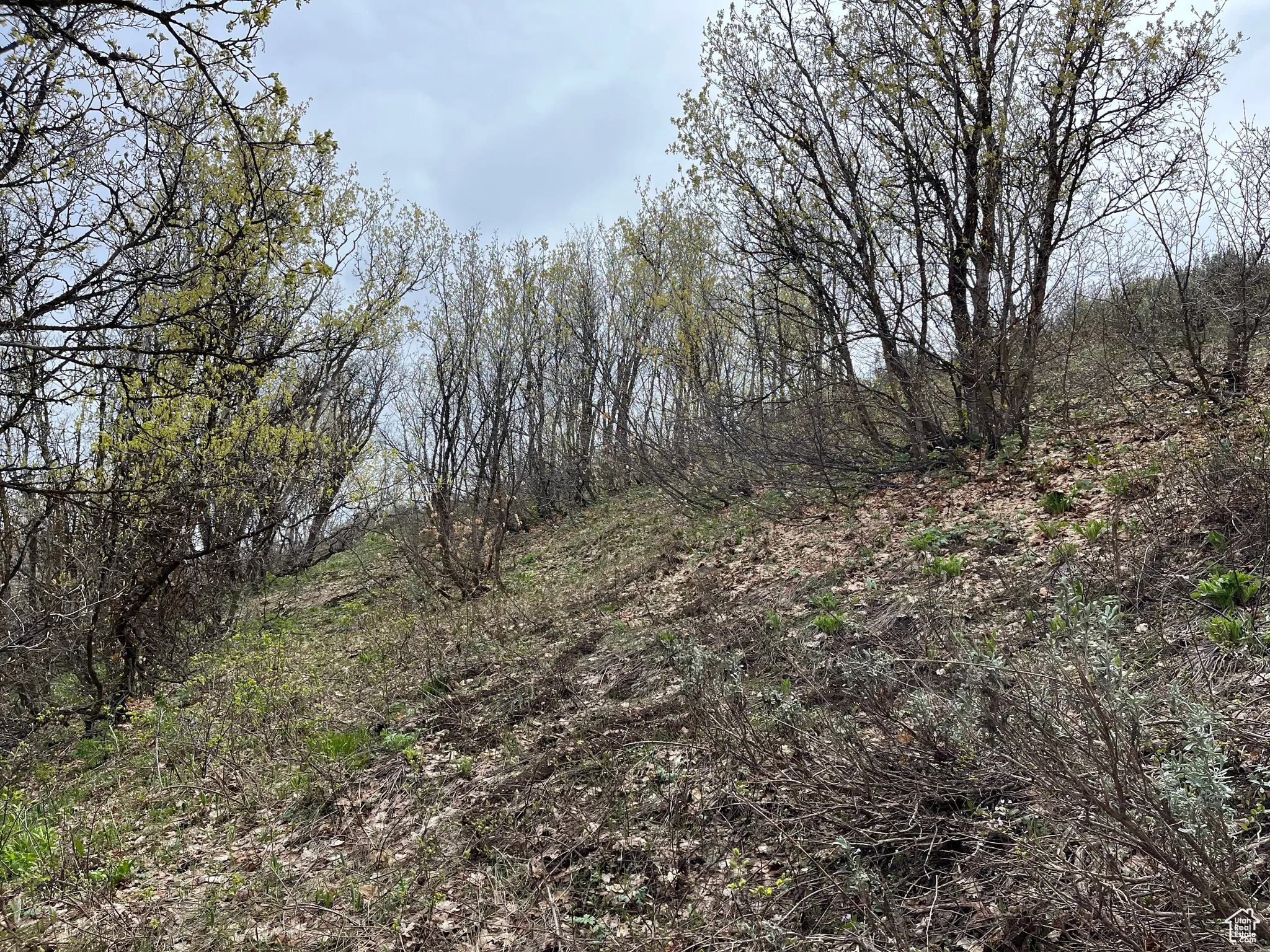 View of nature