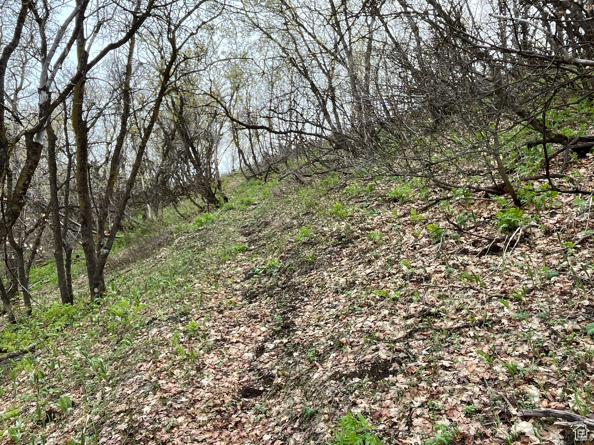 View of wooded area