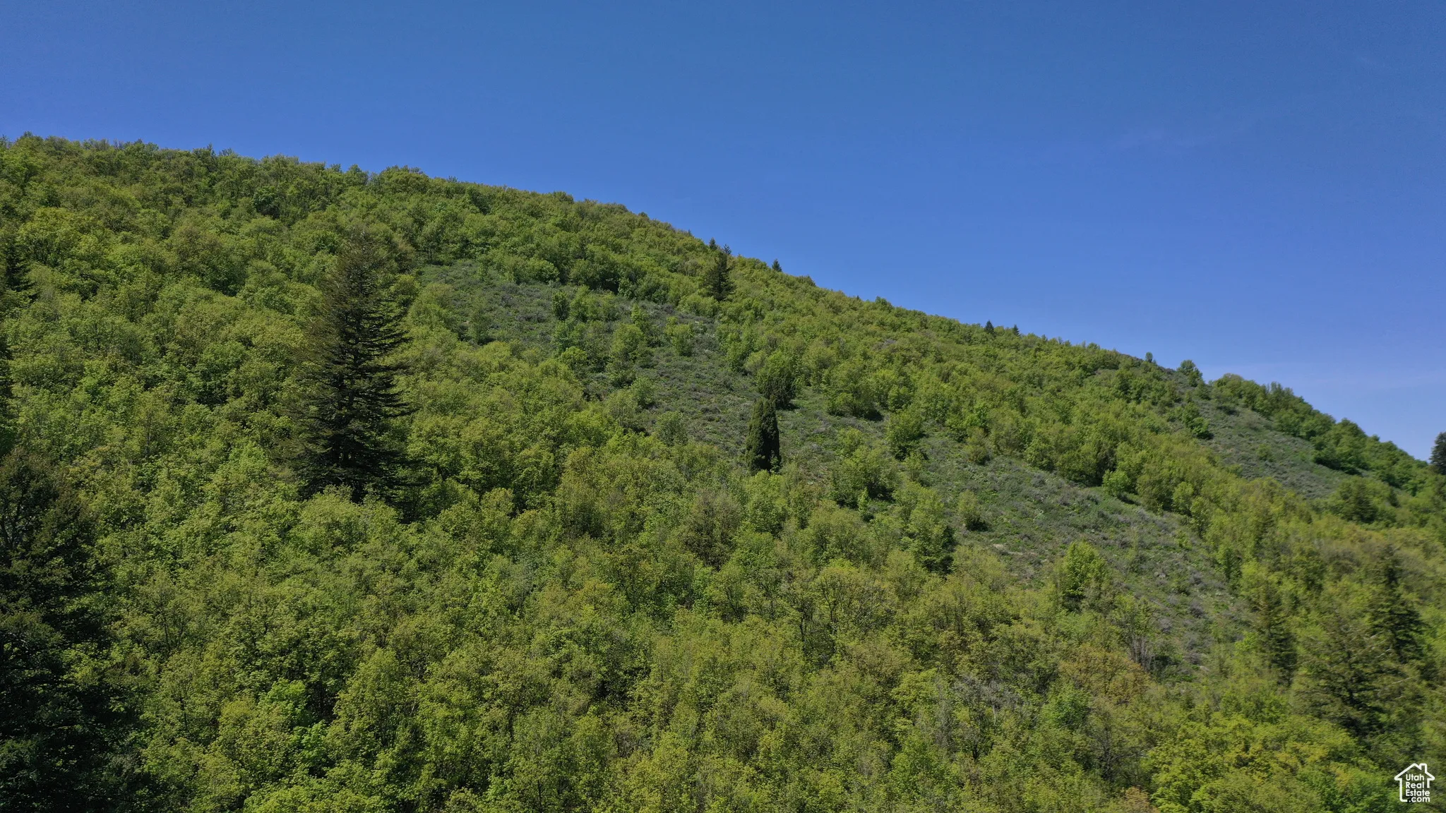 View of mountain background with a forest