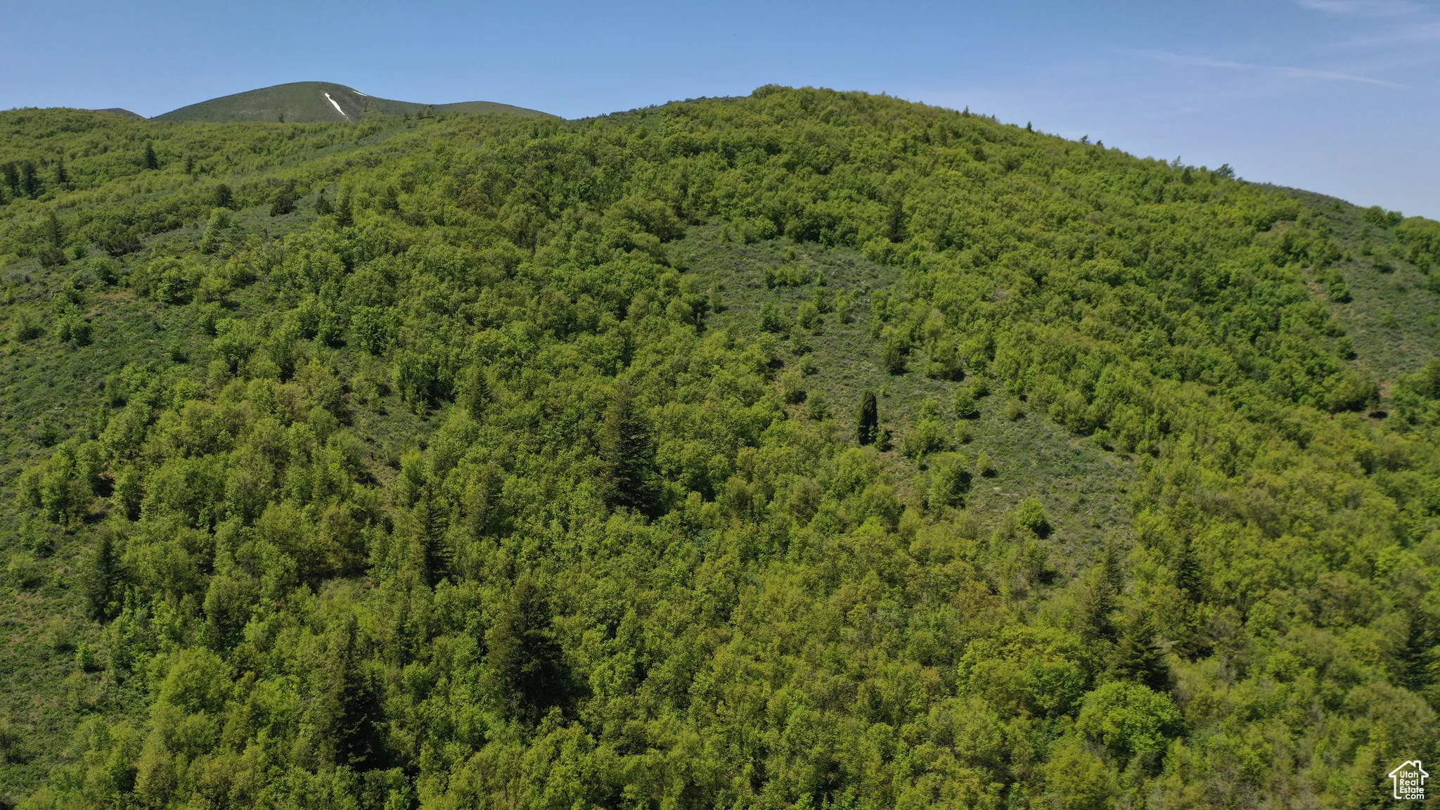 View of mountain backdrop with a heavily wooded area