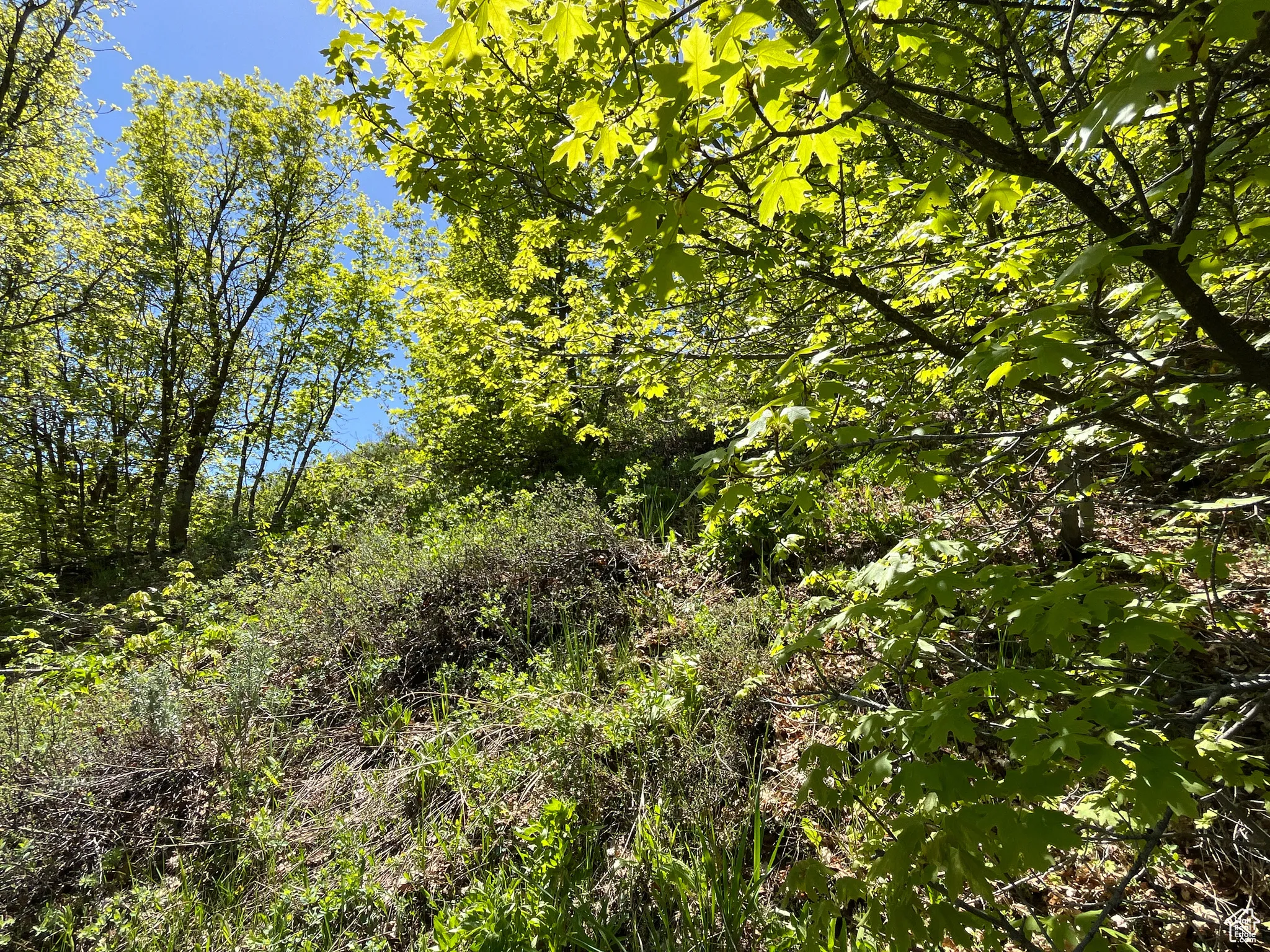 View of nature