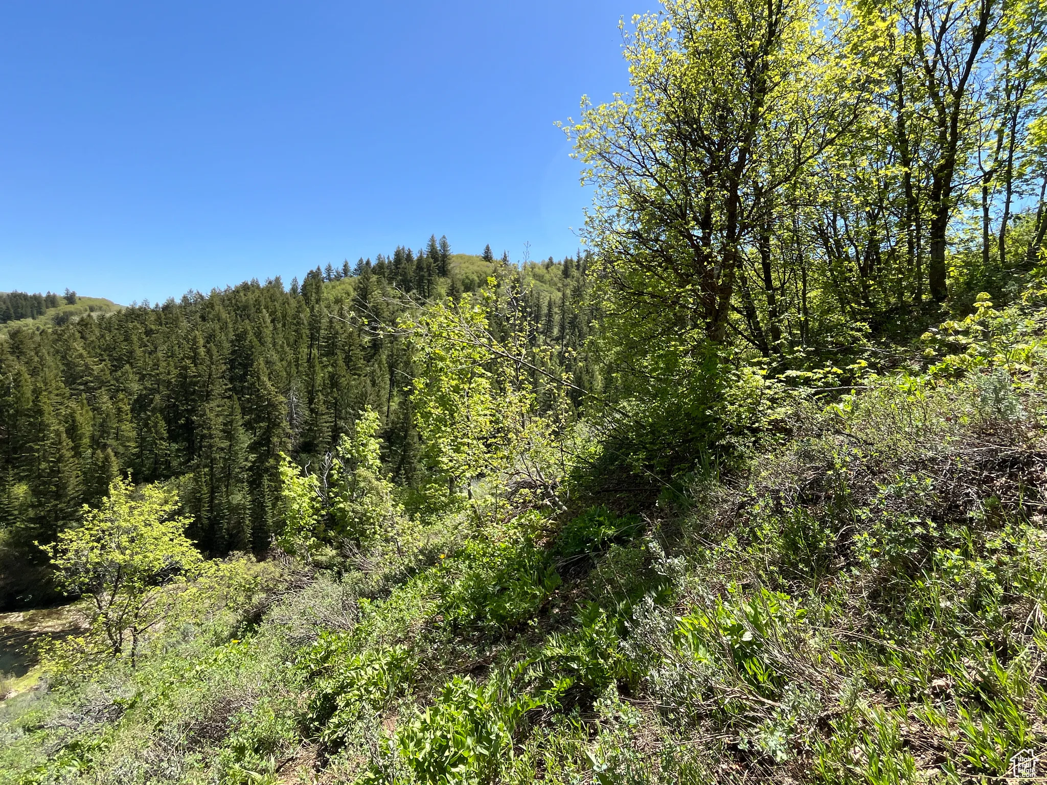 View of woods