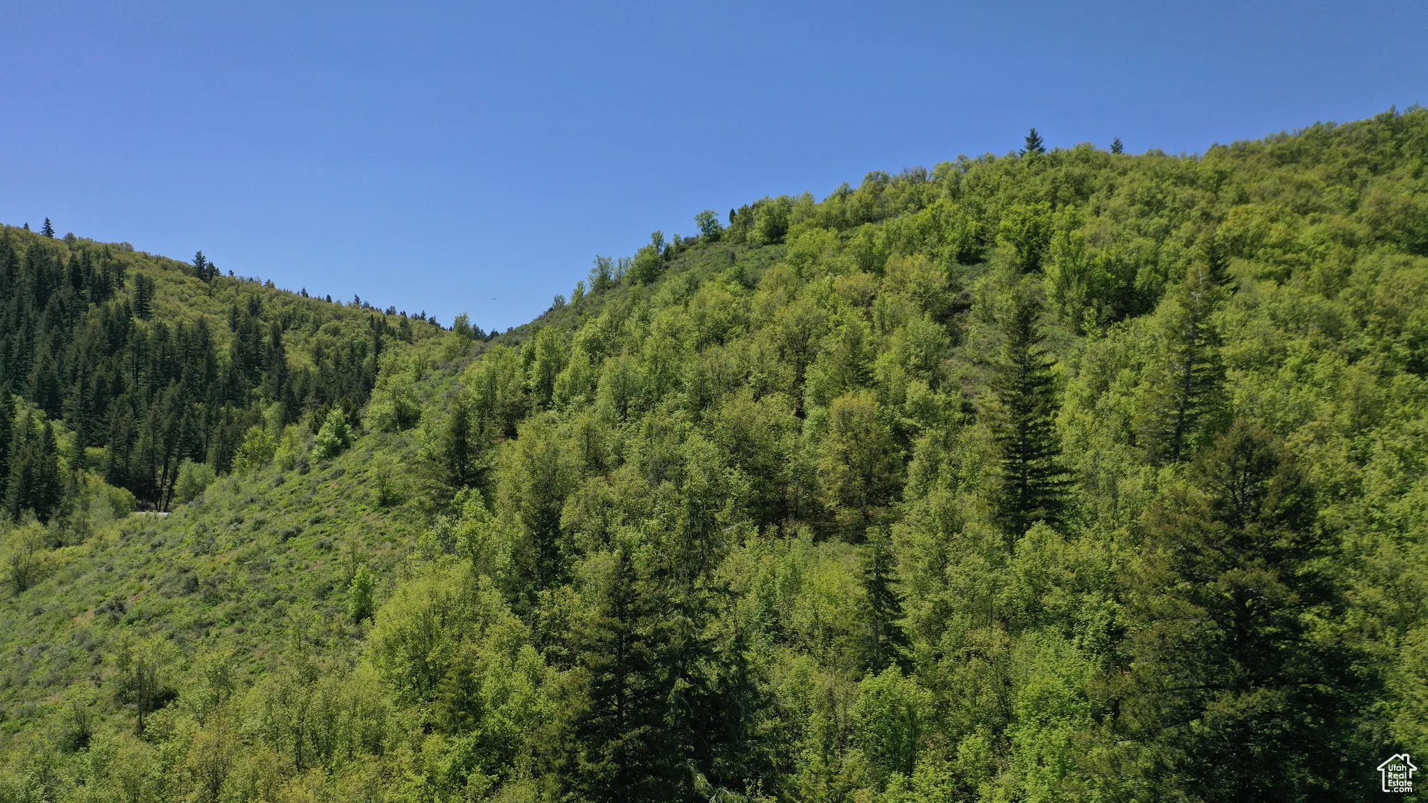 View of mountain background with a heavily wooded area