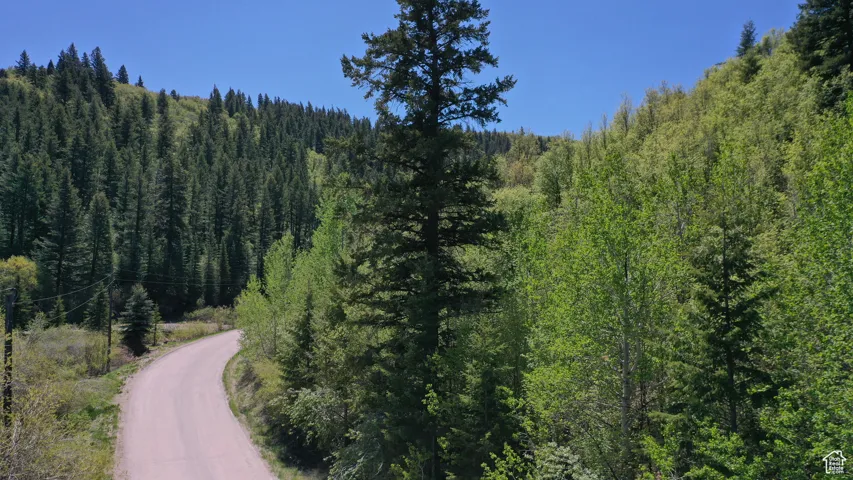 Mountain view with a forest