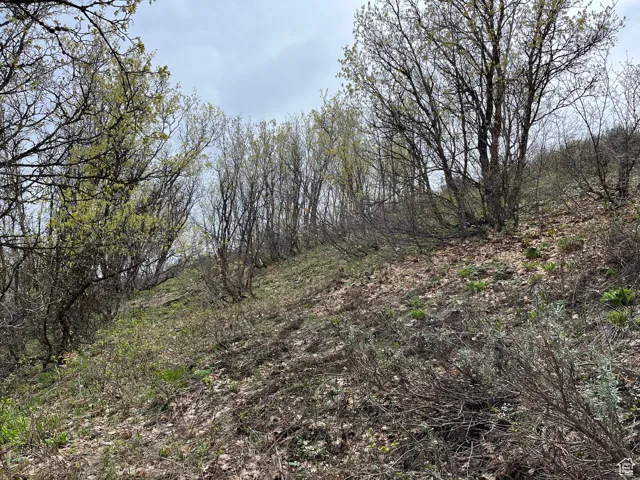 View of nature