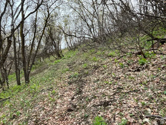 View of wooded area