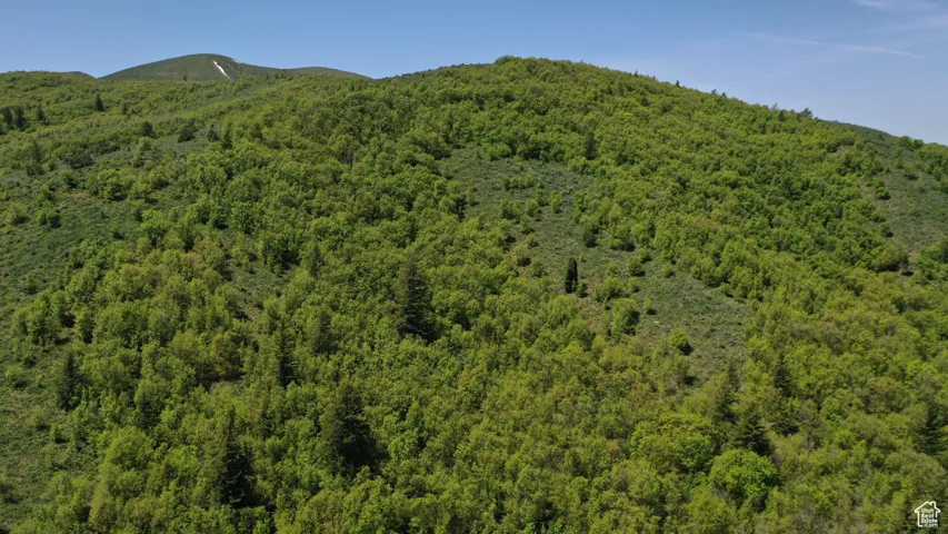 View of mountain backdrop with a heavily wooded area