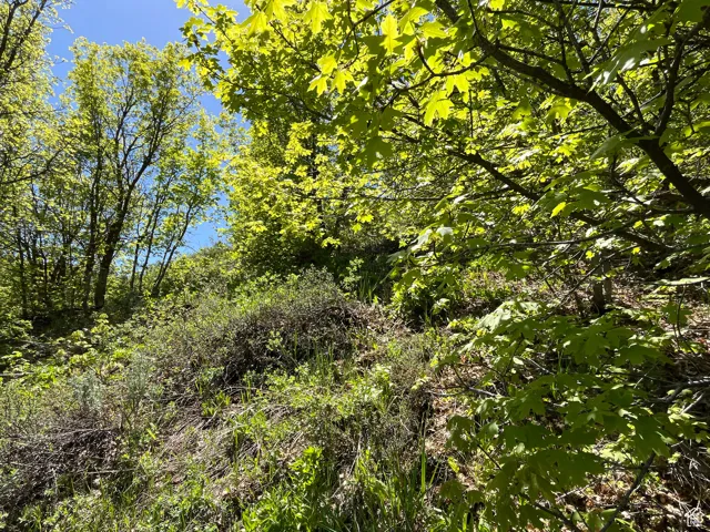 View of nature