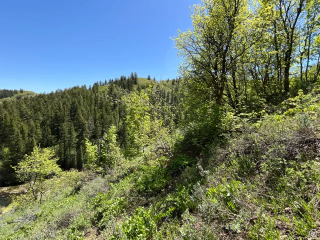 View of woods