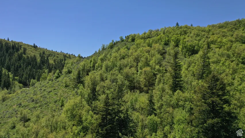 View of mountain background with a heavily wooded area