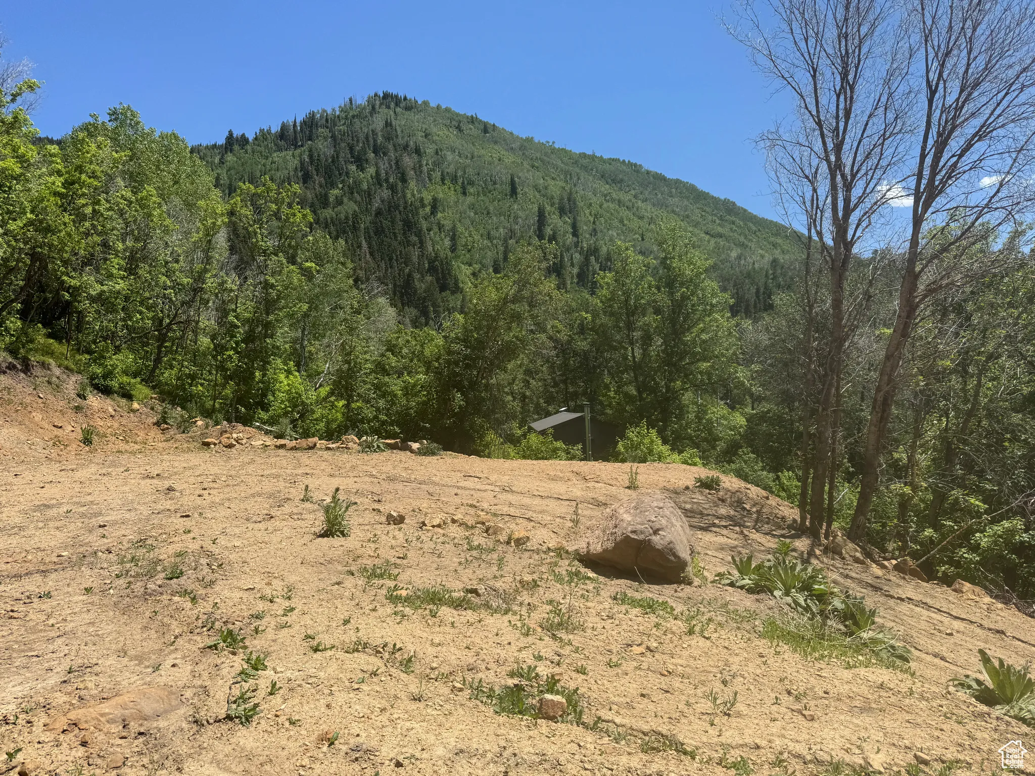 View of mountain background with a forest