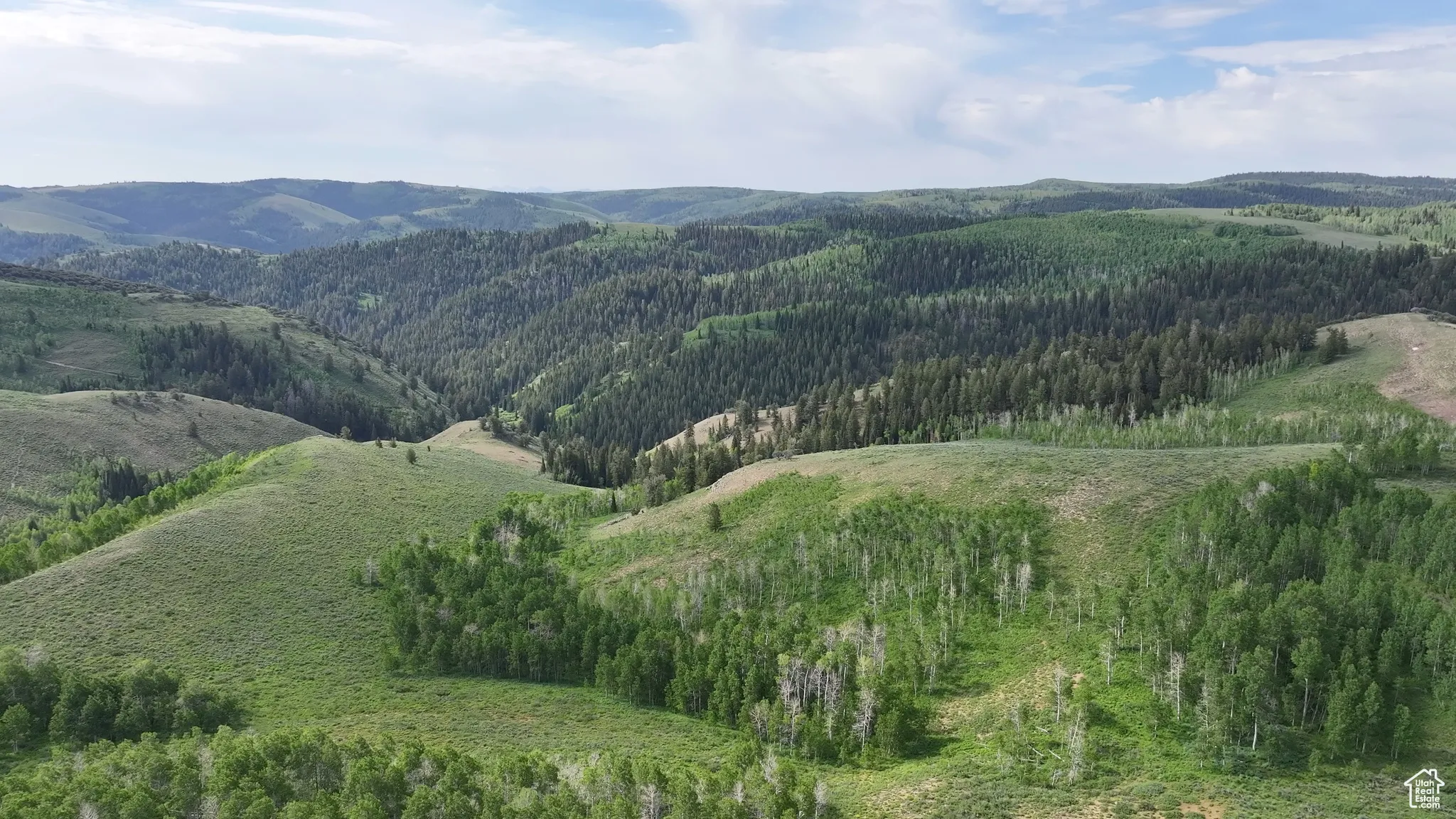 View of mountain background with a heavily wooded area