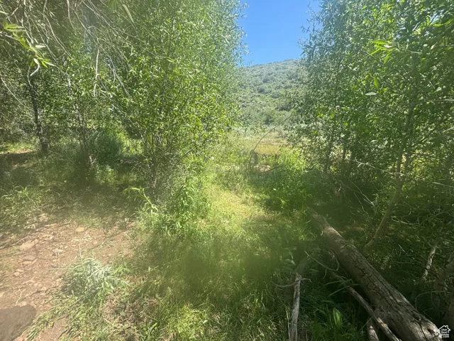 View of woods