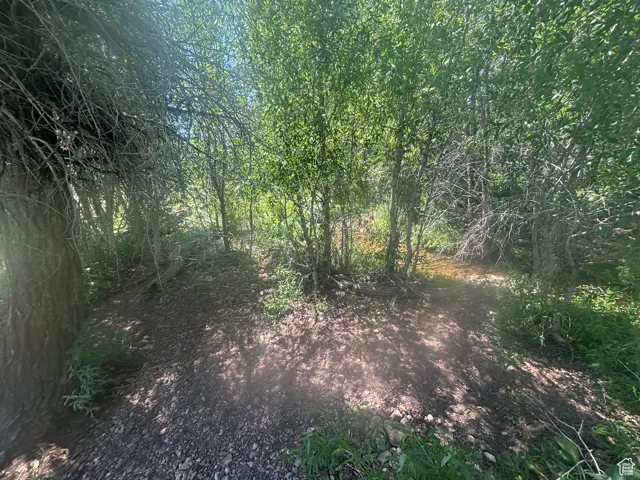 View of local wilderness