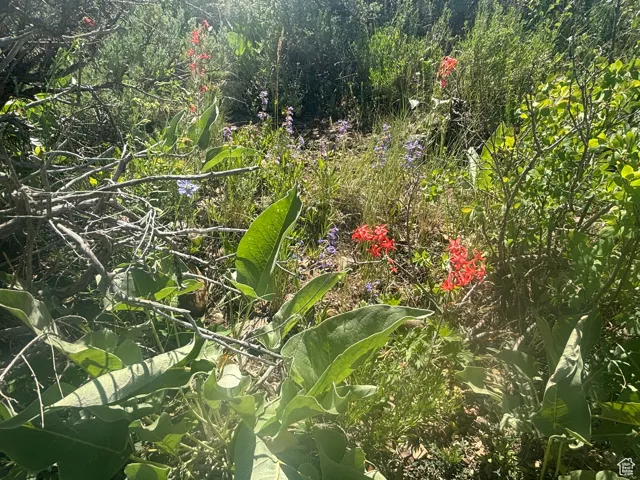 View of nature