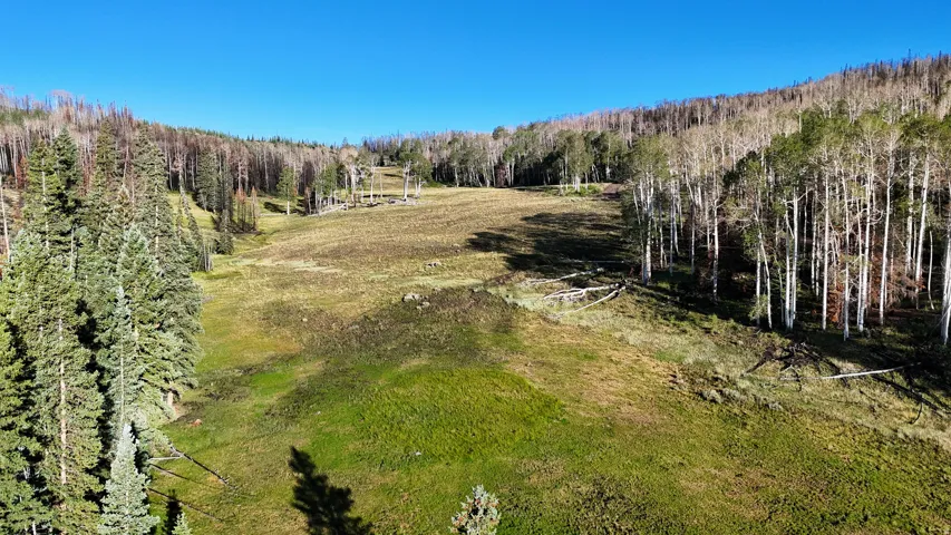 Expansive mountainous terrain featuring diverse tree coverage, including mature evergreens and deciduous trees