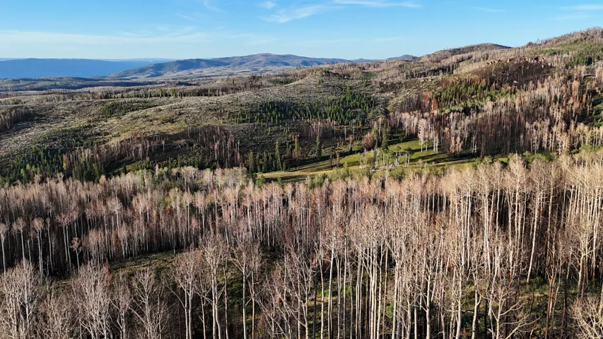 Expansive acreage featuring diverse tree coverage, including dense deciduous and evergreen forests