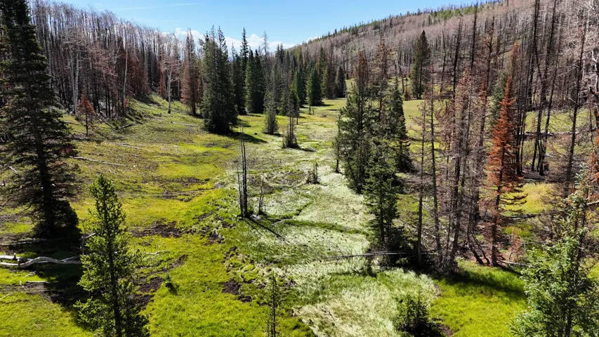 Expansive acreage featuring diverse mature trees, varied terrain, a natural waterway, and abundant natural light