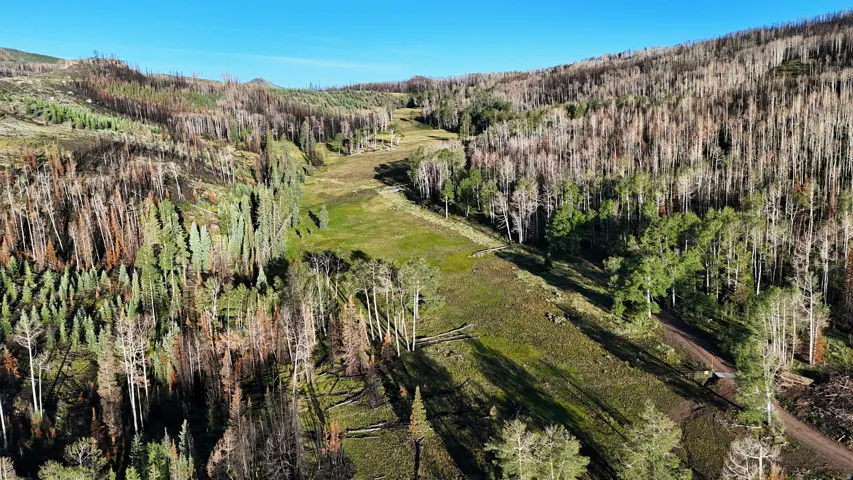Expansive mountain landscape featuring varied tree coverage and open grassy areas under a clear sky