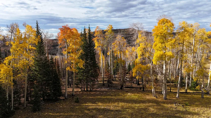 Expansive wooded landscape featuring a mix of evergreen and deciduous trees