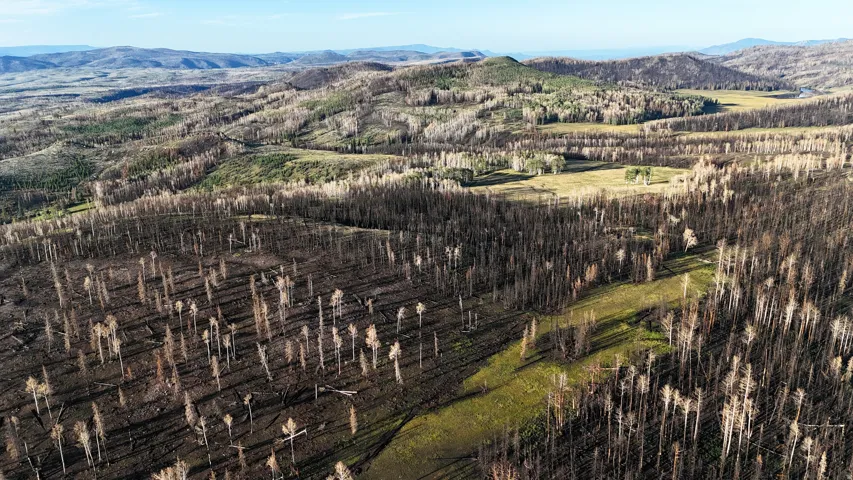 Expansive natural landscape featuring varied terrain, including areas of mature forest and open grasslands