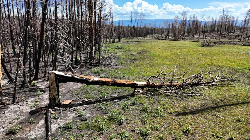 Expansive natural landscape featuring a fallen tree and emerging green vegetation