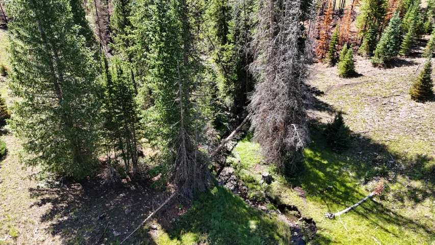 Wooded landscape featuring a natural stream bed, mature evergreen trees, and varied terrain