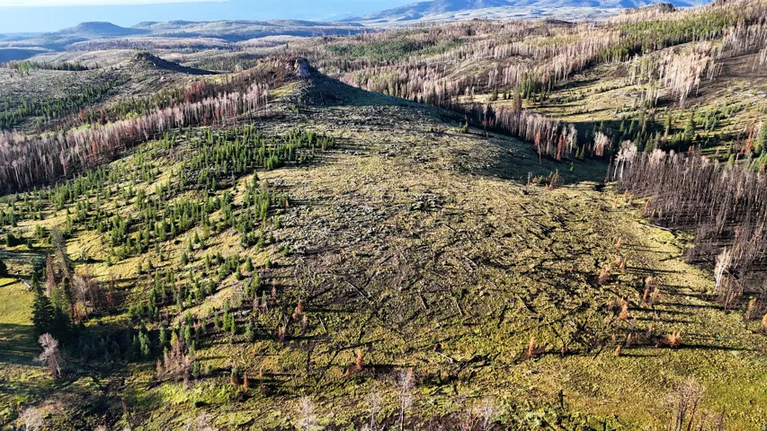 Expansive natural landscape featuring rolling hills and varied tree cover