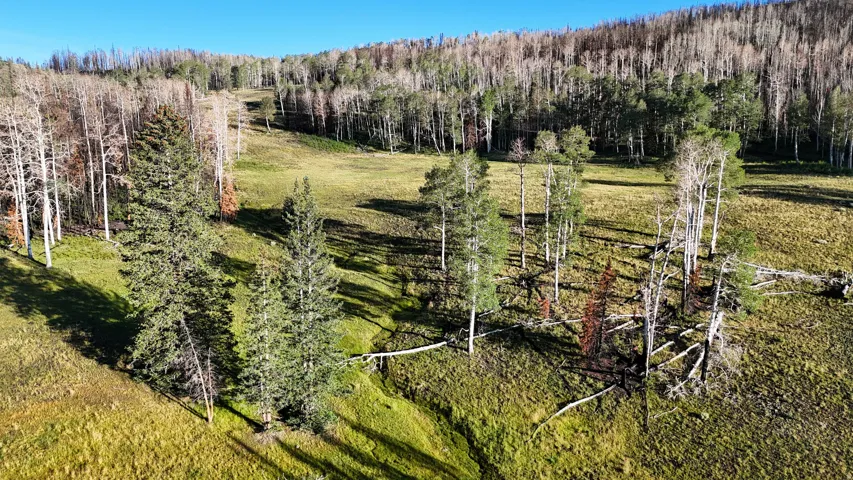 Expansive natural landscape featuring a sloping terrain, mature evergreen trees, and varied deciduous foliage