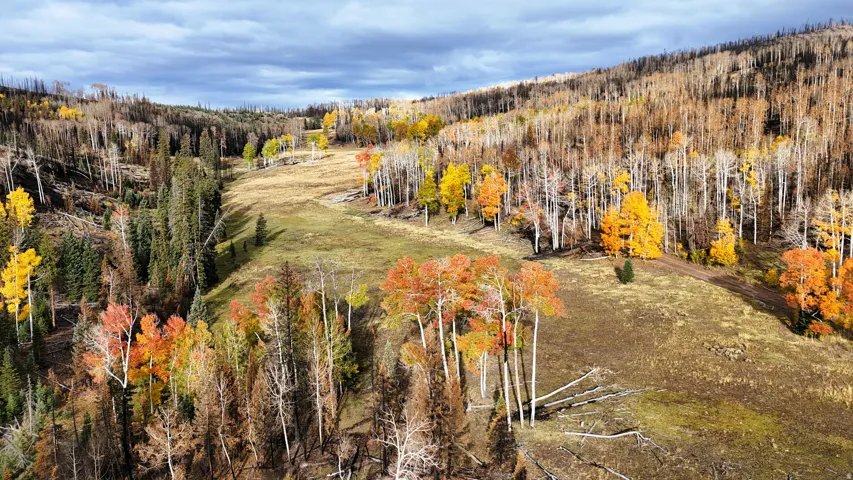 Expansive natural landscape featuring diverse tree cover, open grassy areas, and rolling terrain