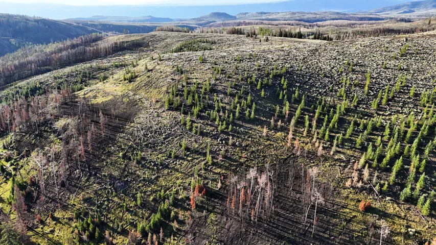 Expansive mountainous terrain featuring diverse tree coverage, including areas of new growth and mature trees, under a clear sky