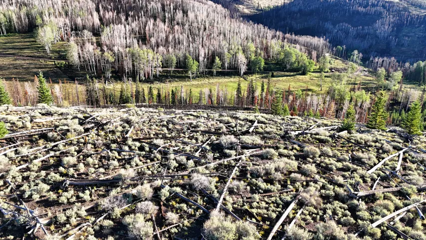 Sloping terrain featuring scrub brush and scattered fallen timber