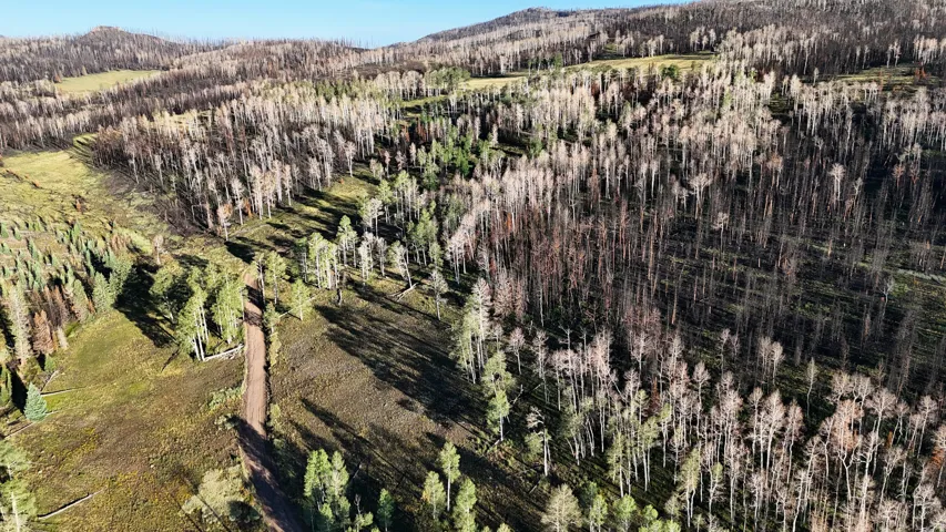 Expansive acreage featuring a mix of mature evergreen and deciduous trees, a dirt access road, and varied terrain
