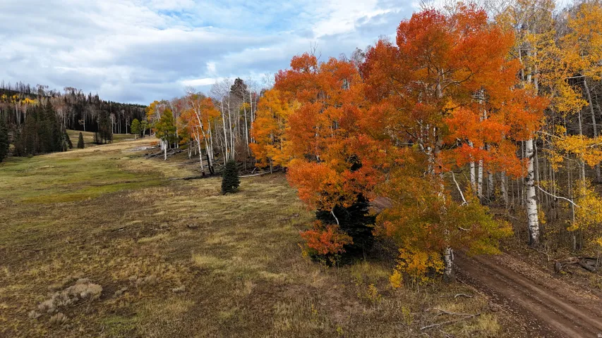 Expansive wooded property featuring a diverse mix of deciduous and evergreen trees, a meandering dirt path, and a gently sloping grassy terrain