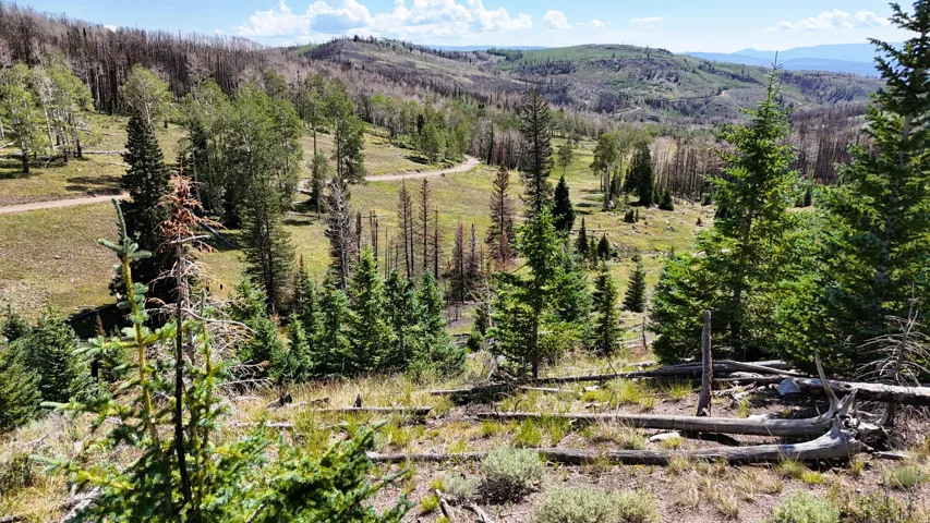 Expansive hillside lot featuring diverse evergreen and deciduous trees, a winding dirt road, and broad mountain topography