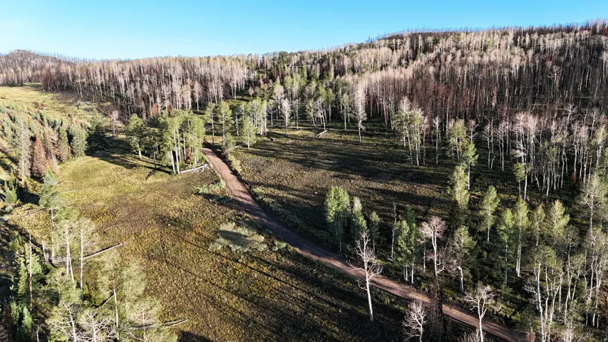 Expansive natural landscape featuring a dirt road, mature evergreen trees, light-barked deciduous trees, and varied terrain under a clear sky