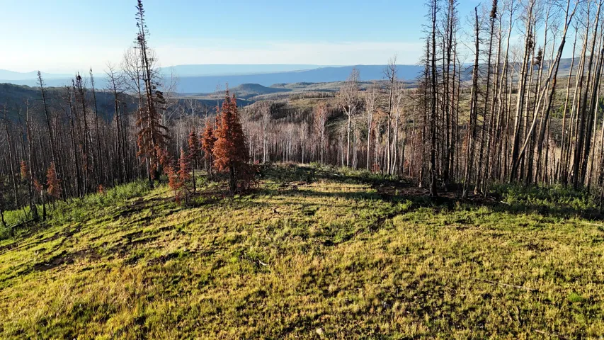 Expansive sloping terrain with natural grassland and scattered tree lines