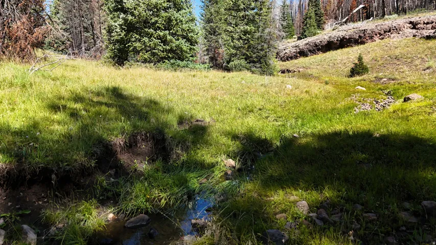 Natural landscape featuring a verdant grassy meadow with a visible stream bed