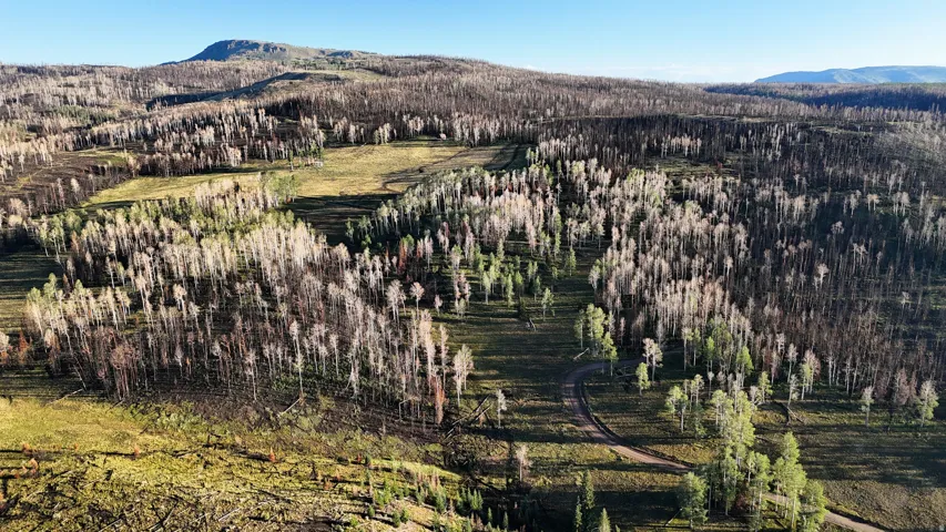 Expansive natural terrain featuring diverse tree cover, open grassy areas, a winding unpaved road, and distant mountainous topography