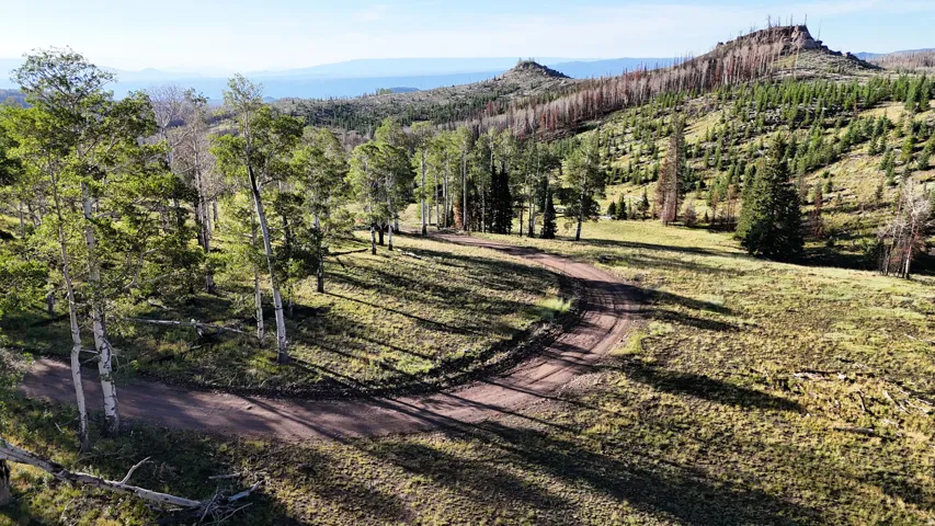 Mountainous landscape featuring a dirt road, mature evergreen trees, and aspen trees