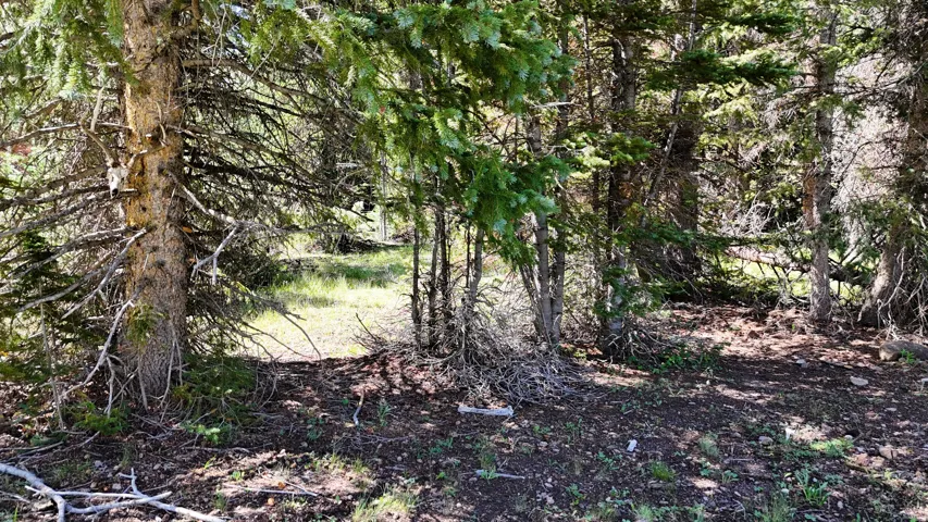 Forested parcel featuring mature evergreen trees and natural ground cover