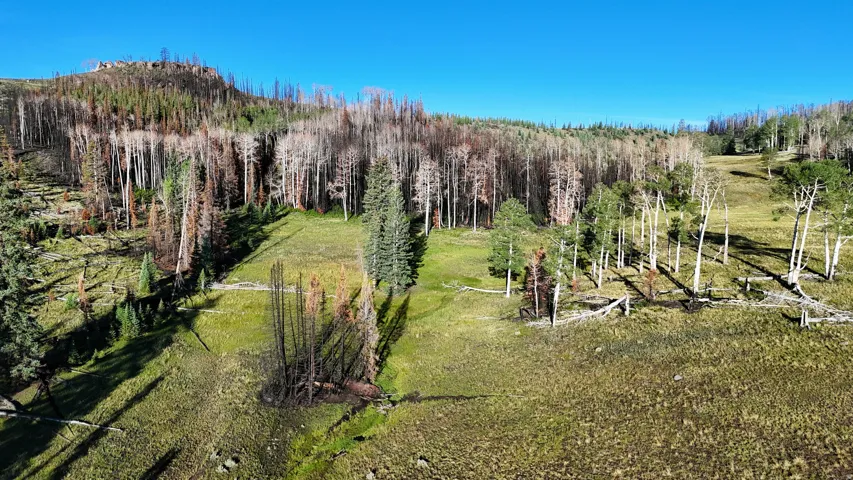 Expansive parcel featuring varied terrain, natural clearings, and mature trees