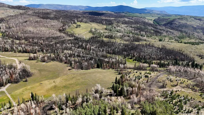 Expansive rural landscape featuring a mix of evergreen and deciduous trees, open grassy areas, and distant mountainous terrain