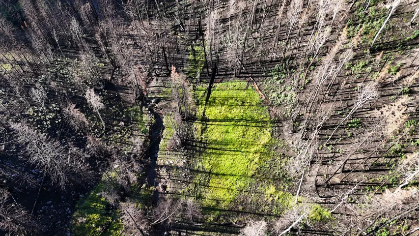 Expanse of natural terrain featuring vibrant green ground cover surrounded by bare tree trunks